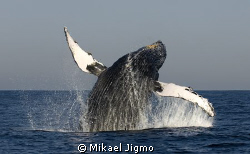 Flip of a Humpback.
This photo was taken in South Africa... by Mikael Jigmo 